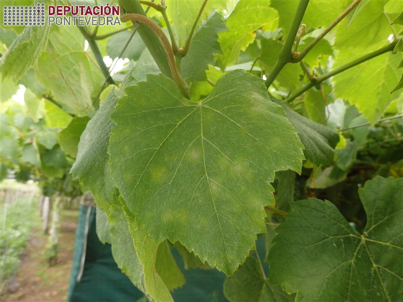 Hai síntomas oidio en follas novas viñas con infeccions anteriores.jpg